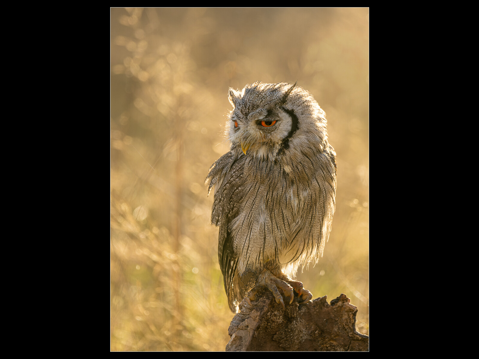 1st Place - Trevor Ager - Feeling The Sun